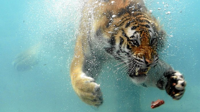 Tiger swimming underwater with food