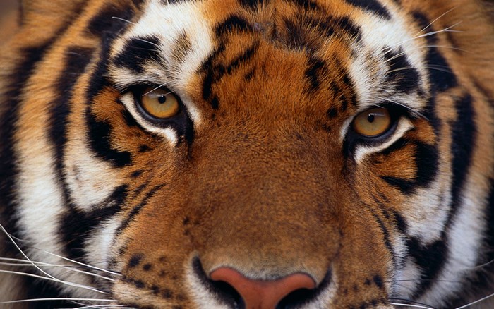 Close-up of a tiger's face