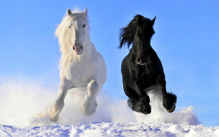 Two horses running in snow