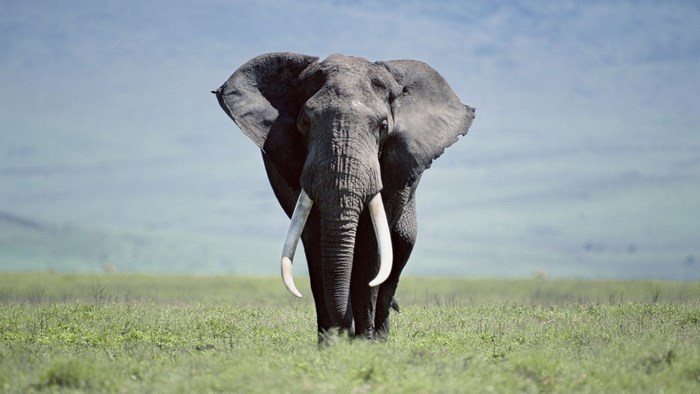 Elephant walking in a grassy field
