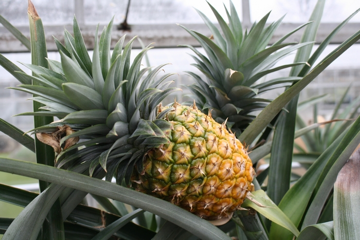 Pineapple growing on a plant