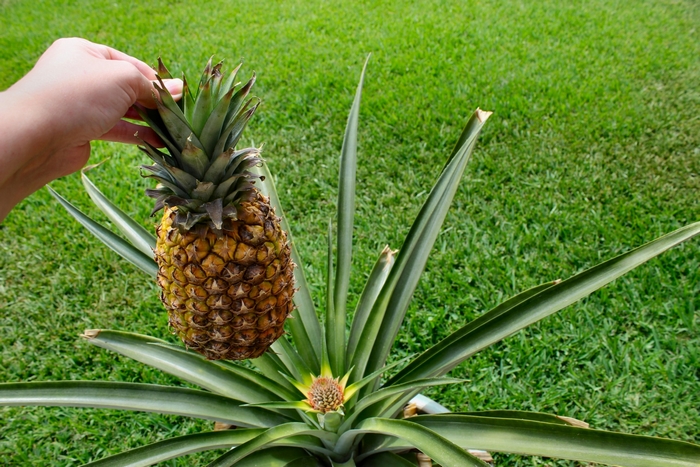 Hand holding a ripe pineapple above a pineapple plant