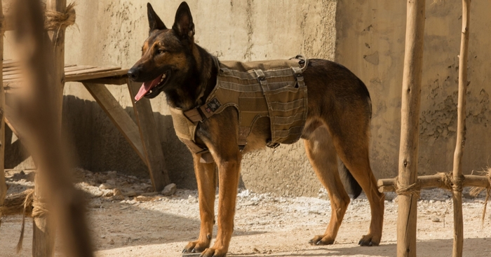 Dog wearing a tactical vest