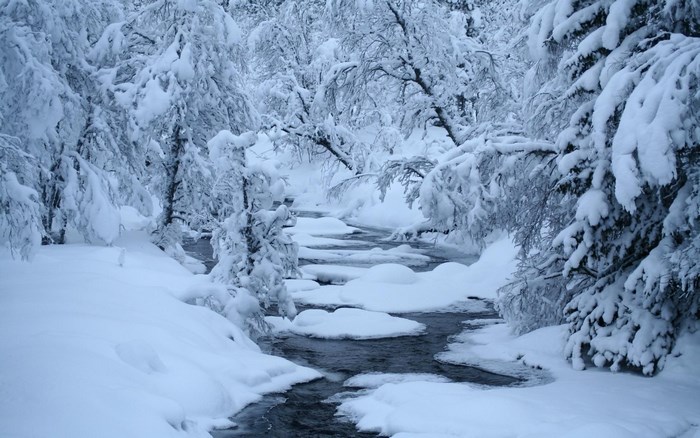 Snow covered trees and a stream in winter