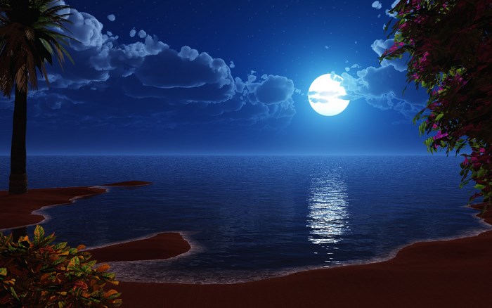 Moonlit beach with palm tree and ocean