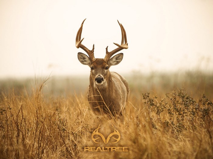 Buck deer in tall grass with Realtree logo