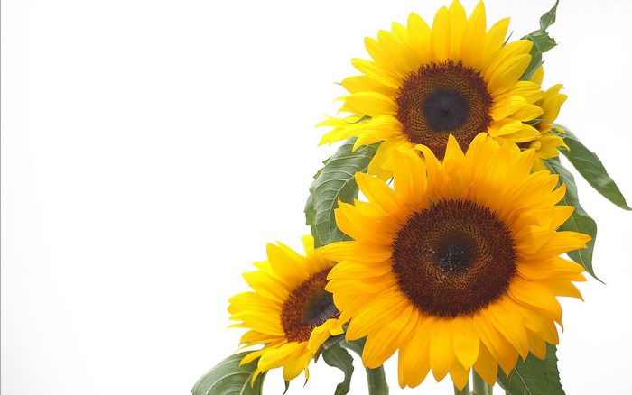 Three sunflowers with green leaves on white background