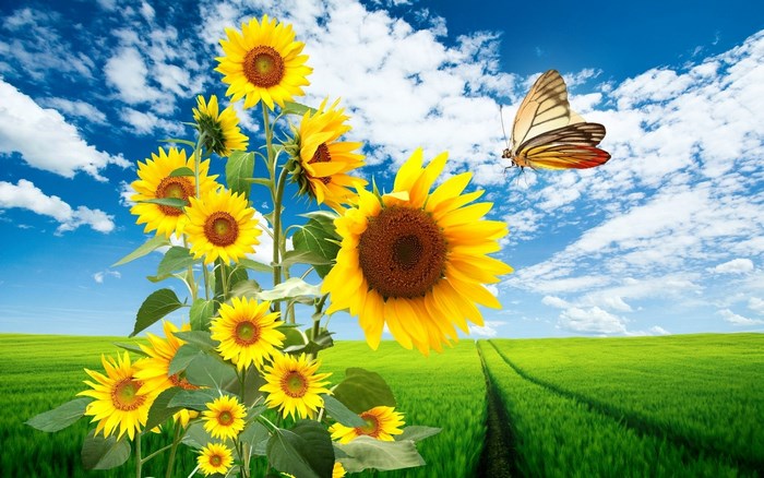 Sunflowers in a green field under a blue sky with clouds and a butterfly
