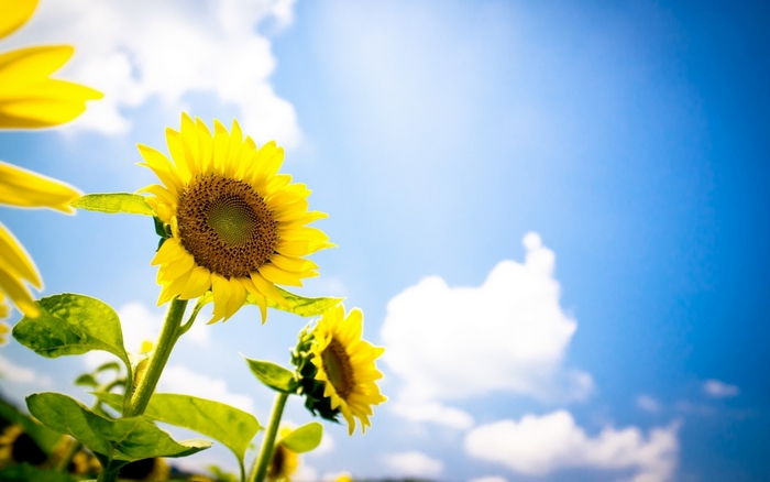 Sunflowers against a blue sky with clouds