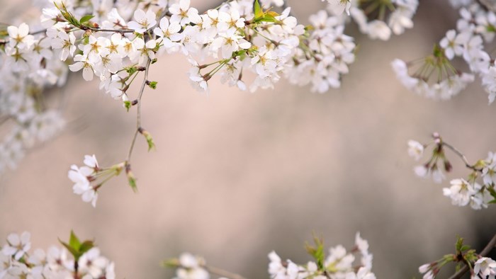 White cherry blossoms on branches