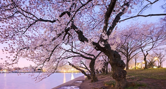 Cherry blossoms line a waterfront at dusk