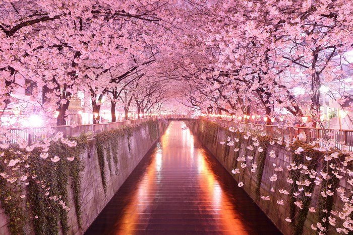 Cherry Blossom Trees Over Tranquil Waterway at Night