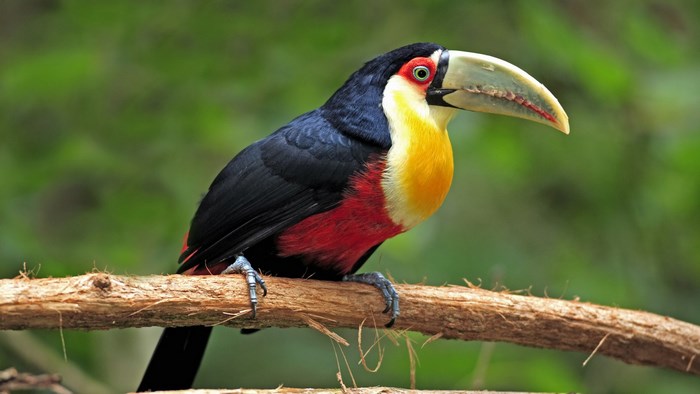 Channel-billed Toucan perched on a branch