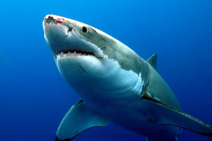 Great White Shark Swimming in Blue Water