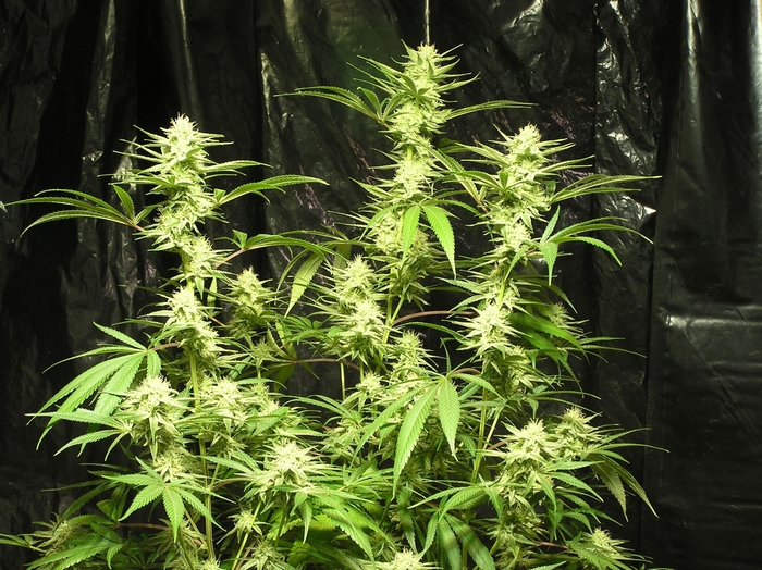 Marijuana plant with blooming buds