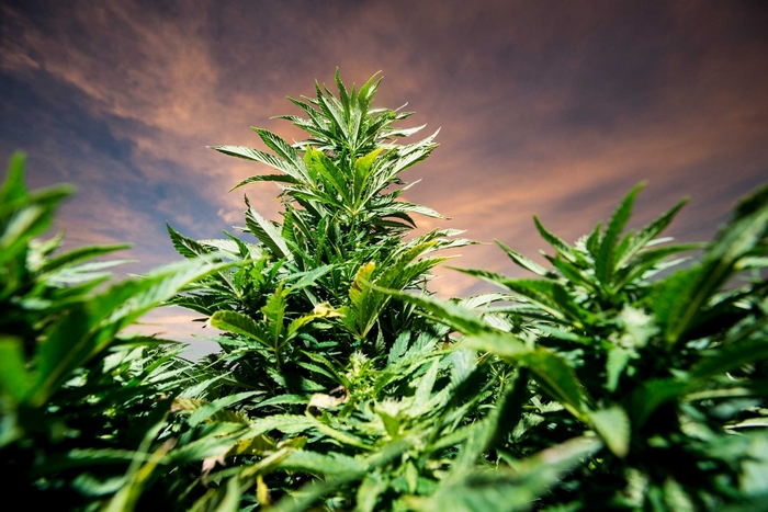 Marijuana plant against a cloudy sky