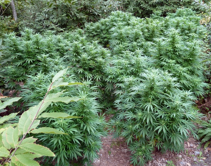 Cannabis plants growing outdoors in a forest