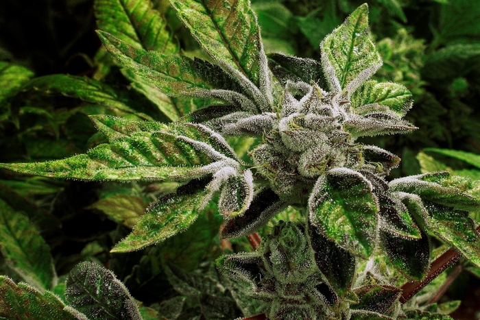 Marijuana plant with trichomes and leaves
