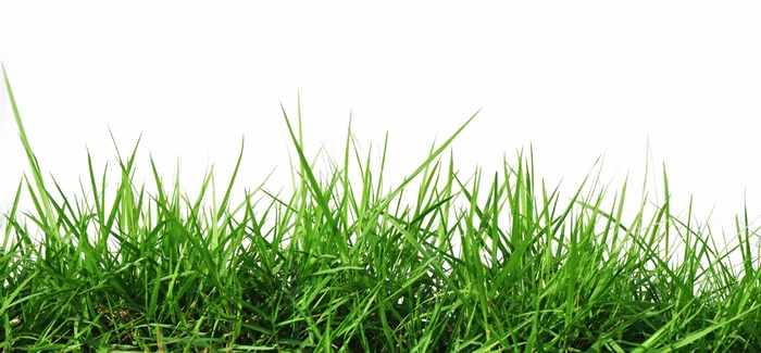 Green grass on a white background
