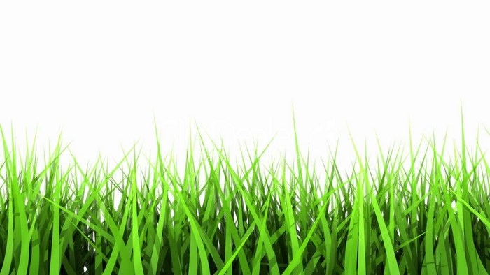 Green grass on a white background
