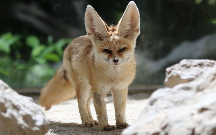 Fennec fox with large ears standing on sand