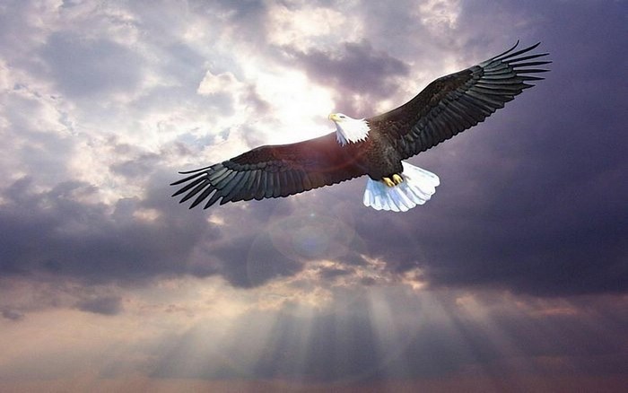 Bald eagle flying through clouds