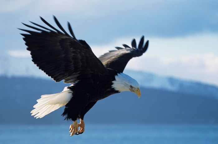 Bald eagle in flight over water and mountains