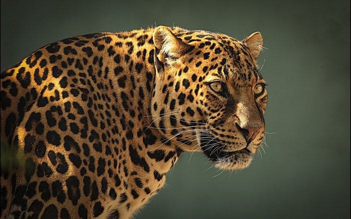 Leopard close-up portrait