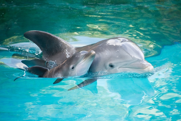 Mother and baby dolphin swimming in blue water