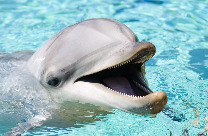 Close-Up of Playful Dolphin in Clear Water