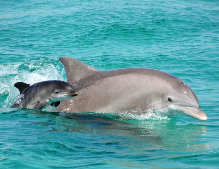 Mother and baby dolphin swimming in turquoise water