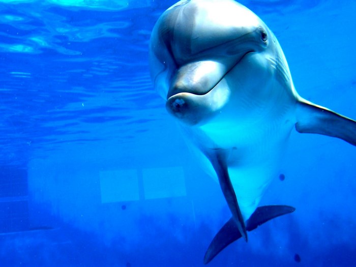 A dolphin swims underwater in a blue pool