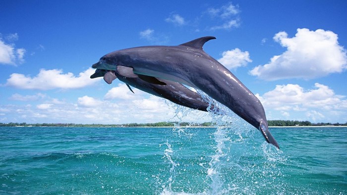 Two dolphins jumping out of the ocean