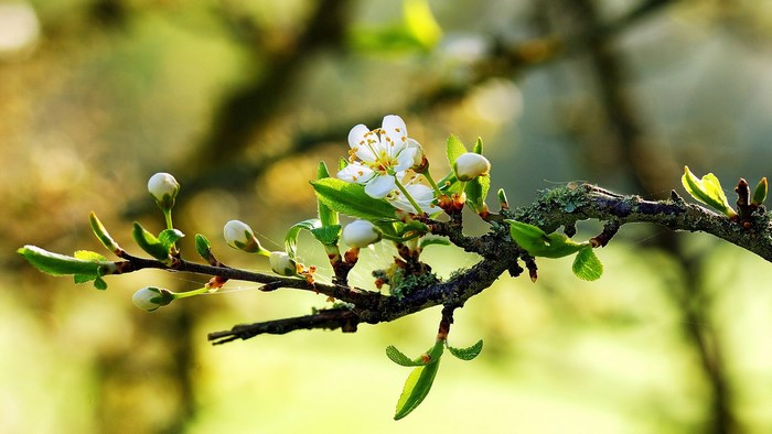 Close-up of a blooming plum tree branch in spring