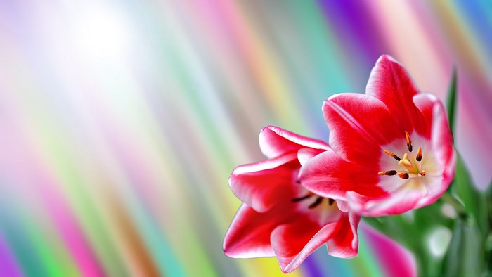 Red and white tulips on a colorful background