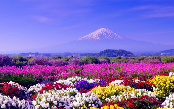 Mount Fuji with Flower Fields
