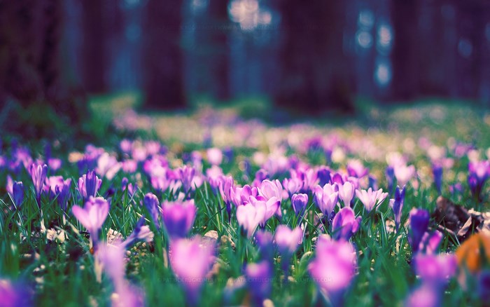 Field of purple crocuses in spring