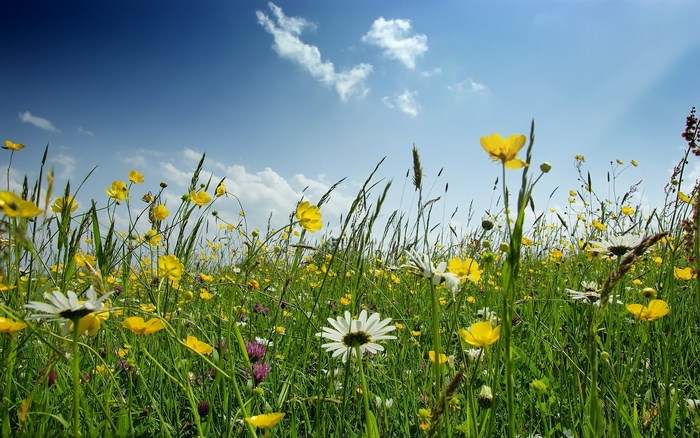 Wildflower Meadow Under Blue Sky