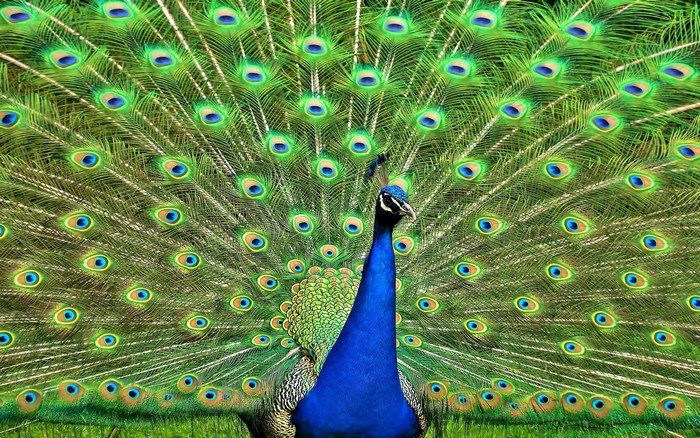Peacock displaying its vibrant tail feathers