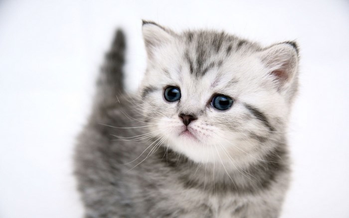 Close-up of a cute tabby kitten