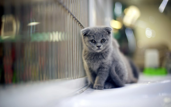 Scottish Fold kitten sitting by a cage