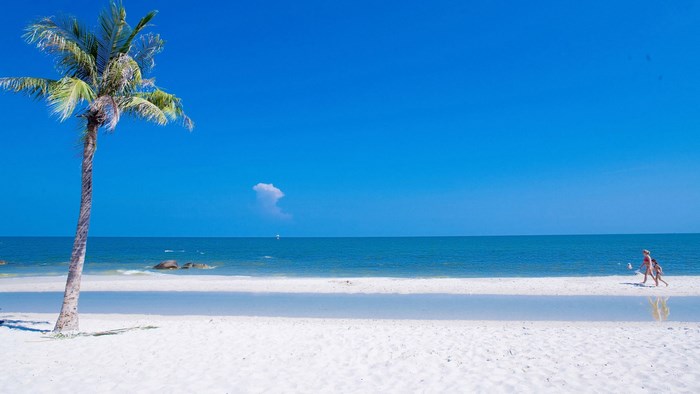 Palm tree on a white sand beach with blue sky