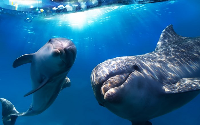 Two dolphins swimming underwater in blue ocean