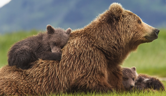 Mother Bear and Cubs Resting in Grass