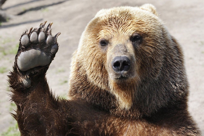 A brown bear waves its paw