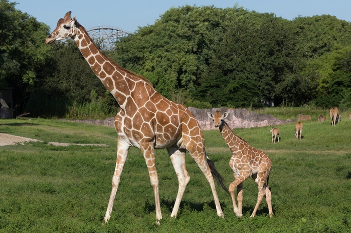 Giraffe and calf in a grassy enclosure with trees