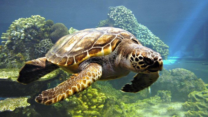 Sea turtle swimming near coral reef