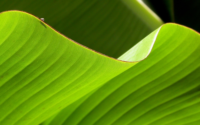 Close-up of a green banana leaf