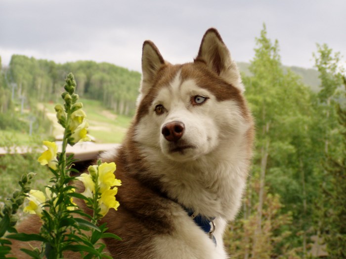 Husky dog with heterochromia in front of trees