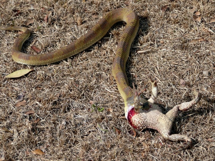 Snake eating a frog on dry grass